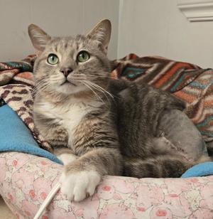 Jasper, adult, available for adoption