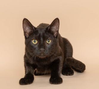 A black cat with green eyes sitting on a beige background.