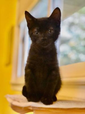 Godzilla, kitten, available for adoption