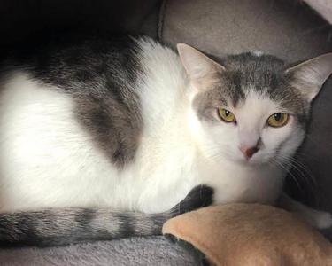 Mirabelle, kitten, available for adoption