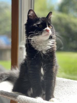 Furby, kitten, available for adoption