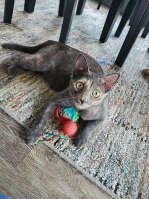 A gray cat lying on a rug, holding a red and green toy in its paws.