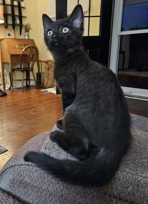 Cinder, kitten, available for adoption