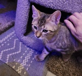 Heidi, kitten, available for adoption