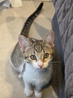 Harry, kitten, available for adoption