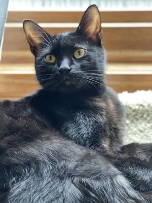 Easy Bake Oven EBO, young, available for adoption
