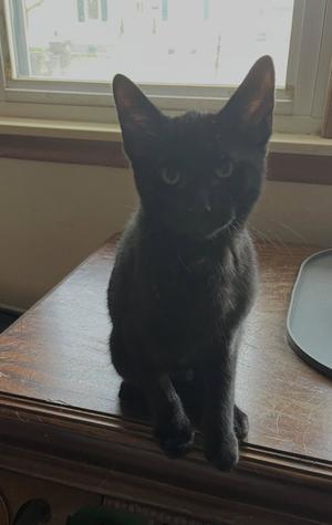 Scout, kitten, available for adoption