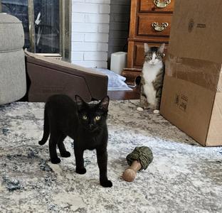 Buckey, kitten, available for adoption
