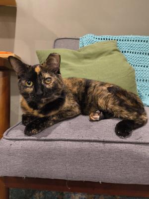 Paige, young, available for adoption