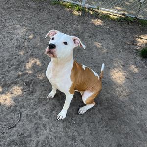 A brown and white dog sitting on a dirt ground, looking up with its ears perked up.
