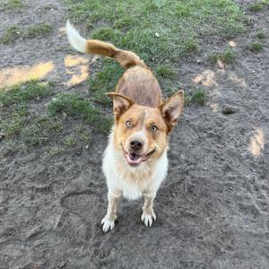 A brown and white dog with perked ears and a wagging tail standing on a dirt path with grass in the background.