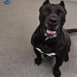 A black dog with a white patch on its chest, sitting on a gray carpeted floor. The dog has a muscular build, pointed ears, and is looking directly at the camera with its mouth slightly open, showing its teeth. In the background, there is a blue object on the floor.