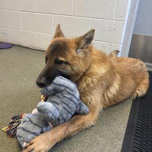 A brown dog lying on a green carpet, chewing on a gray stuffed toy.