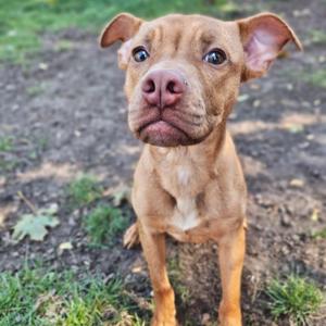 A brown puppy with large ears and a white chest patch standing on grass.