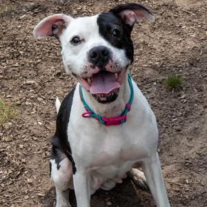 A black and white dog with a pink collar sitting on the ground.