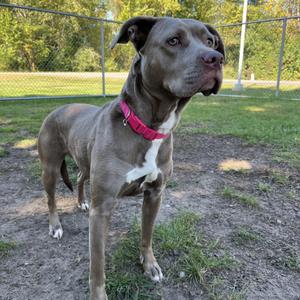 A gray dog with a pink collar standing in a grassy area.