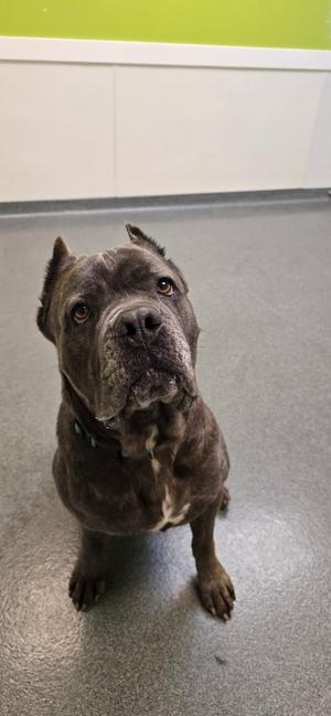 Fatima, Cane Corso, adult, available for adoption