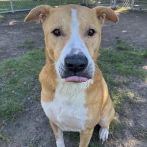 A brown and white dog with a black nose and floppy ears is sitting on the ground, looking directly at the camera with its tongue slightly out.