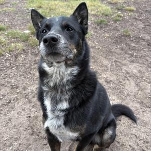 A black and white dog with pointed ears sitting on the ground.