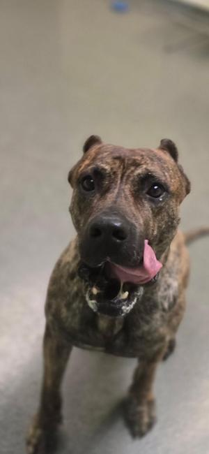 A brindle-colored dog with a black muzzle and ears, standing on a gray floor, looking up with its tongue out.