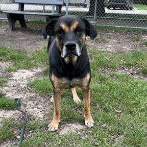 Hank, Mixed Breed, adult, available for adoption