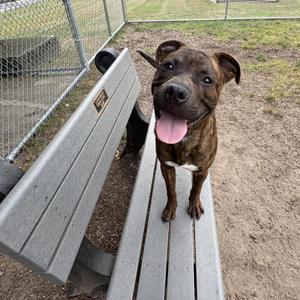 A brown and black dog with a white patch on its chest is sitting on a gray bench in an outdoor area with a chain-link fence in the background. The dog has its tongue out and is looking at the camera.