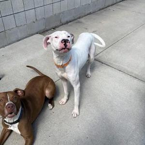 Two dogs on a concrete surface, one white and one brown, both looking at the camera.
