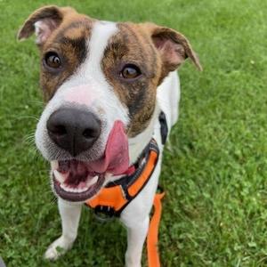 Hannah, Mixed Breed, young, available for adoption
