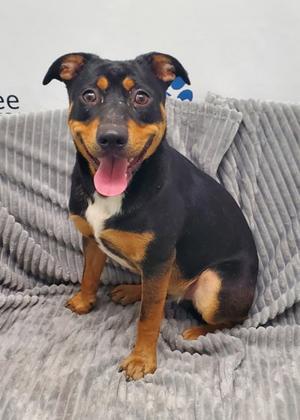 Cubby (7149), Australian Cattle Dog/Blue Heeler, young, available for adoption