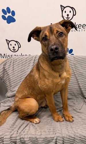 Melvin (7188), adult, available for adoption