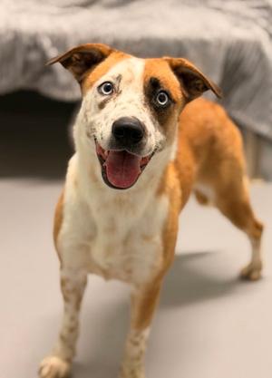 Cuddle (7152), Australian Cattle Dog/Blue Heeler, adult, available for adoption