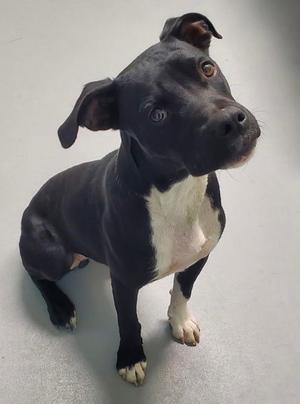 Jagger (7171), Pit Bull Terrier, adult, available for adoption