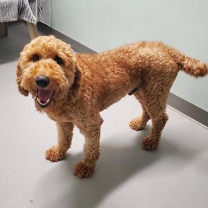 Simon (7158), Poodle (Standard), adult, available for adoption
