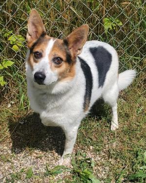 Lucy (7186), Corgi / Welsh Corgi, adult, available for adoption