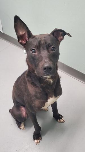 A dark brown dog with white chest markings and large ears sits facing the camera.