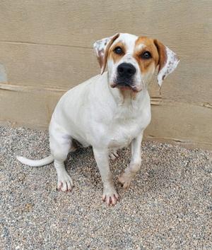 Tequila (7141), Labrador Retriever, young, available for adoption