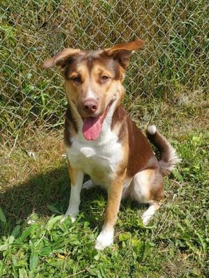 Timber (7184), Shepherd, adult, available for adoption