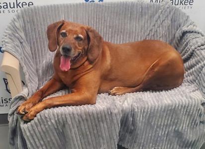 Burdy (7090), Redbone Coonhound, senior, available for adoption