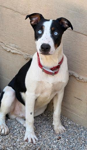 A black and white dog with blue eyes sitting on gravel, wearing a red collar.