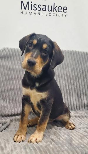 Oak (7105), Labrador Retriever, puppy, available for adoption