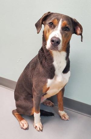 Sweet Pea (7140), Catahoula Leopard Dog / Hound, young, available for adoption