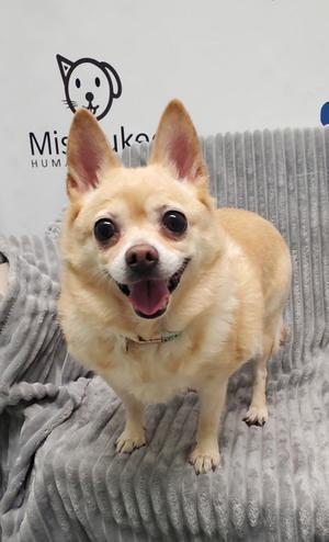Chloe Bell (7164), Chihuahua, adult, available for adoption