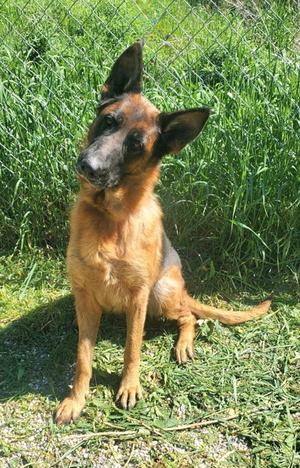Vega (7076), German Shepherd Dog, adult, available for adoption