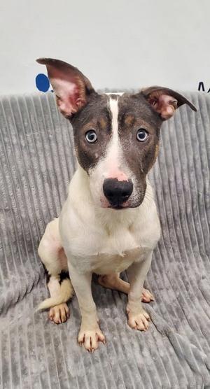 A brown and white dog with blue eyes sitting on a gray couch.