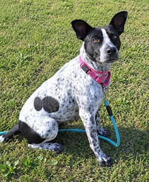 Darla, German Shepherd Dog Mix, young, available for adoption