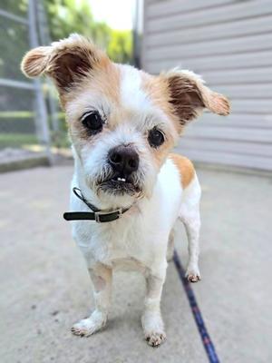 a small white and brown dog with floppy ears standing on a concrete surface