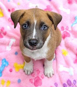 Carly, Hound Mix, puppy, available for adoption