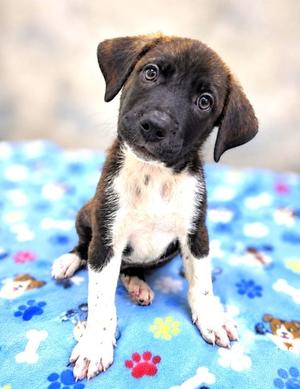 Connor, Hound Mix, puppy, available for adoption