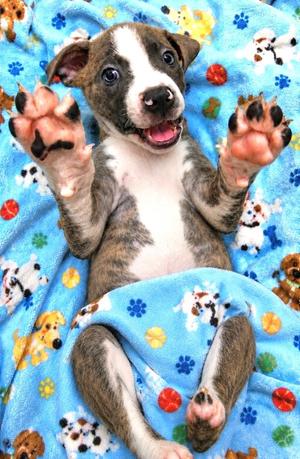 Clarence, Hound Mix, puppy, available for adoption