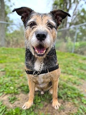 Rusty, Airedale Terrier Mix, senior, available for adoption